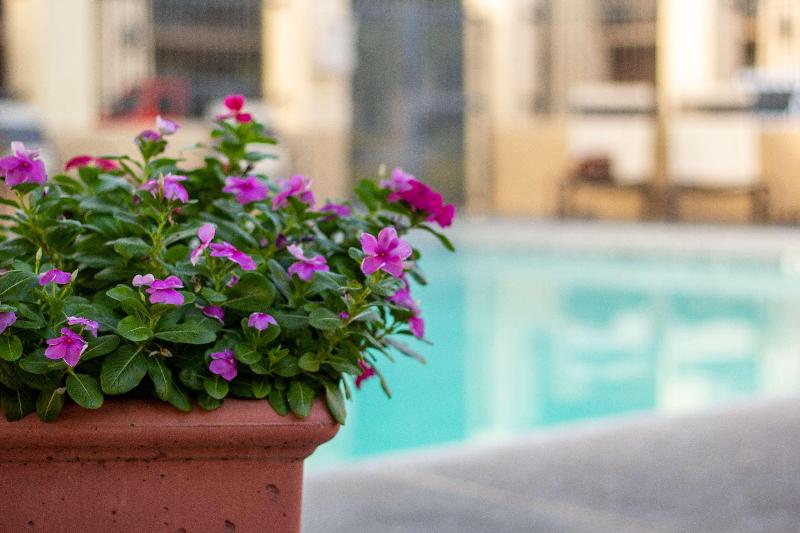 فندق Best Western Plus A Wayfarer S Inn & Suites