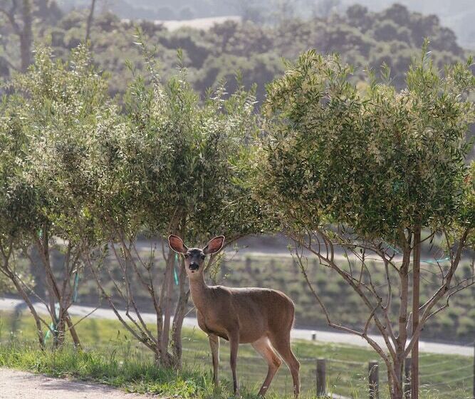 هتل Carmel Valley Ranch, In The Unbound Collection By Hyatt