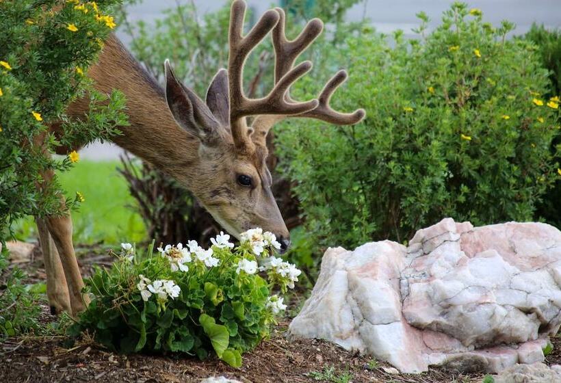 هتل Quality Inn Near Rocky Mountain National Park