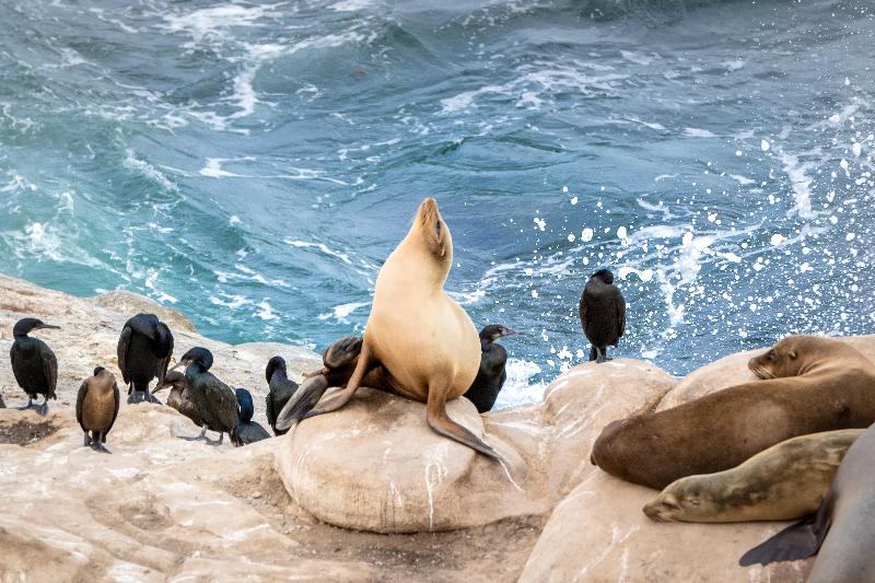 ホテル La Jolla Cove Suites