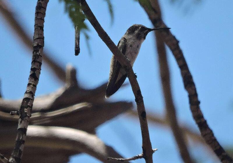 Westward Look Wyndham Grand Resort & Spa