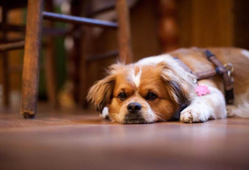 Fotos del hotel Schwalbe:  25