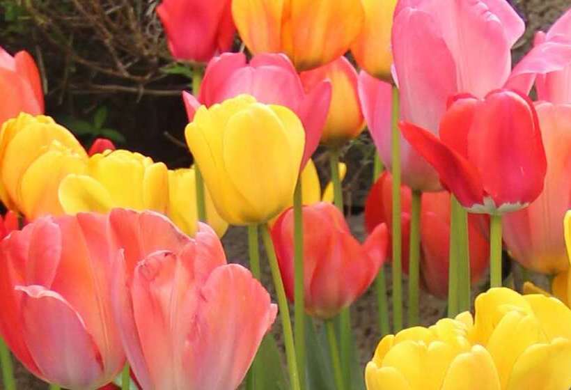 فندق Tulip Inn Beaulieu Lausanne
