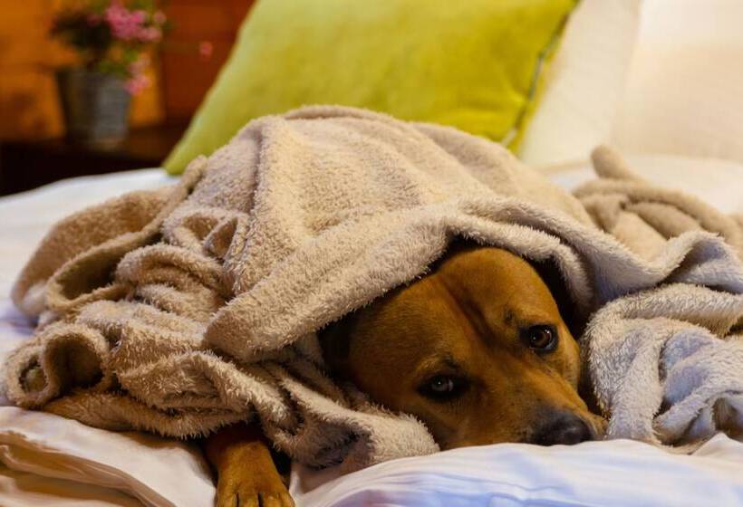 Fotos del hotel Petneházy Club  Superior:  20