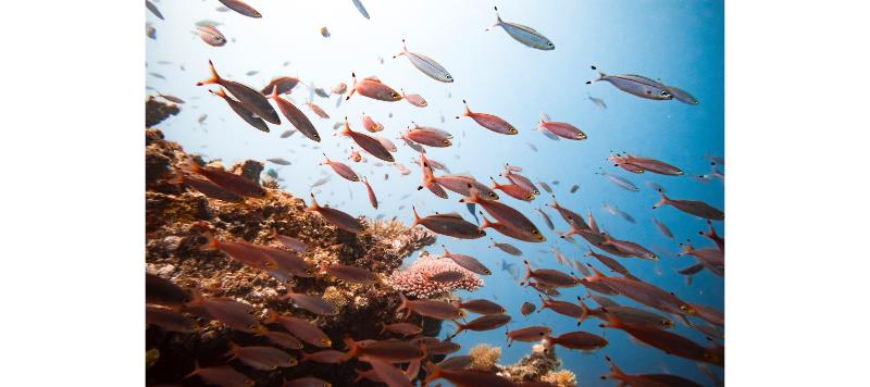 Tokoriki Island Resort Adults Only