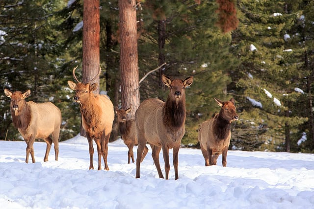 فندق Triple Creek Ranch