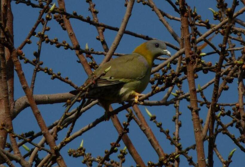 בית מלון כפרי Ramgarh Lodge, Jaipur – Ihcl Seleqtions