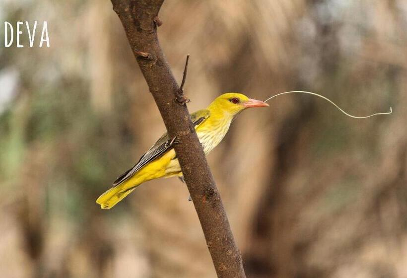 Fotos del hotel The Gateway  Ramgarh, Jaipur:  12