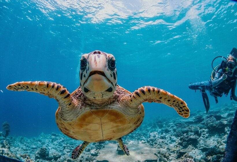 بنسيون Bliss Dhigurah