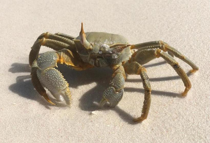 Pensió Dive Villa Thoddoo