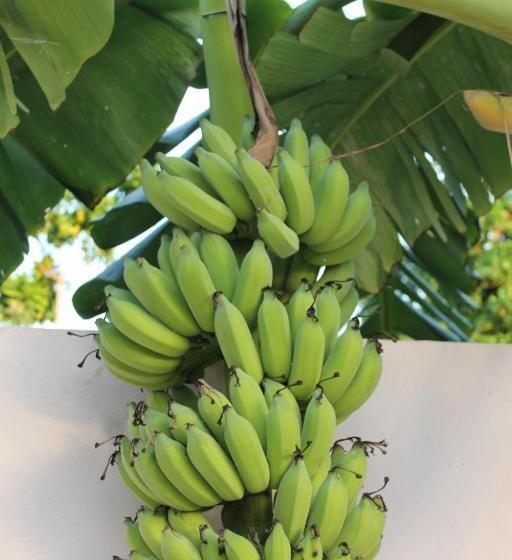 پانسیون Evila Inn   Thoddoo