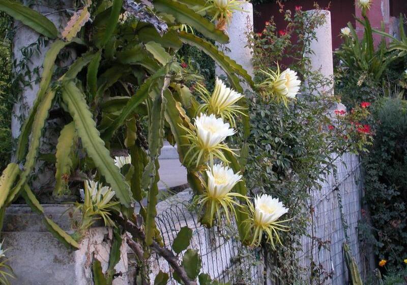 هتل Villa Schuler