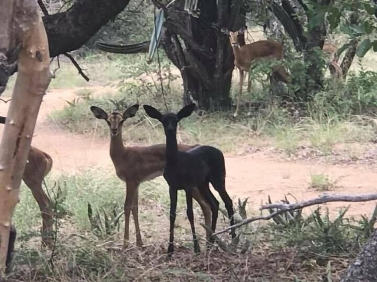ホテル Unathi Game Lodge