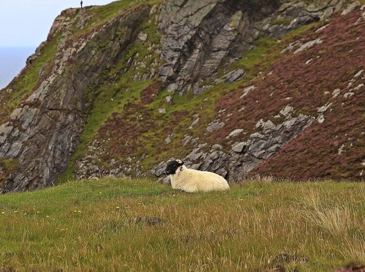 The Island Bear B&b