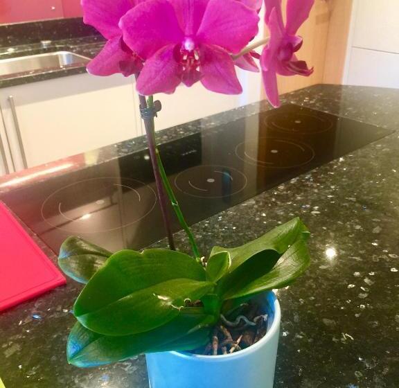 تختخواب و صبحانه Laurels