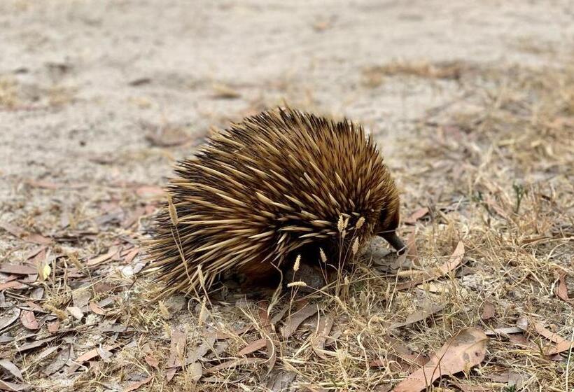 Emu Bay Holiday Homes