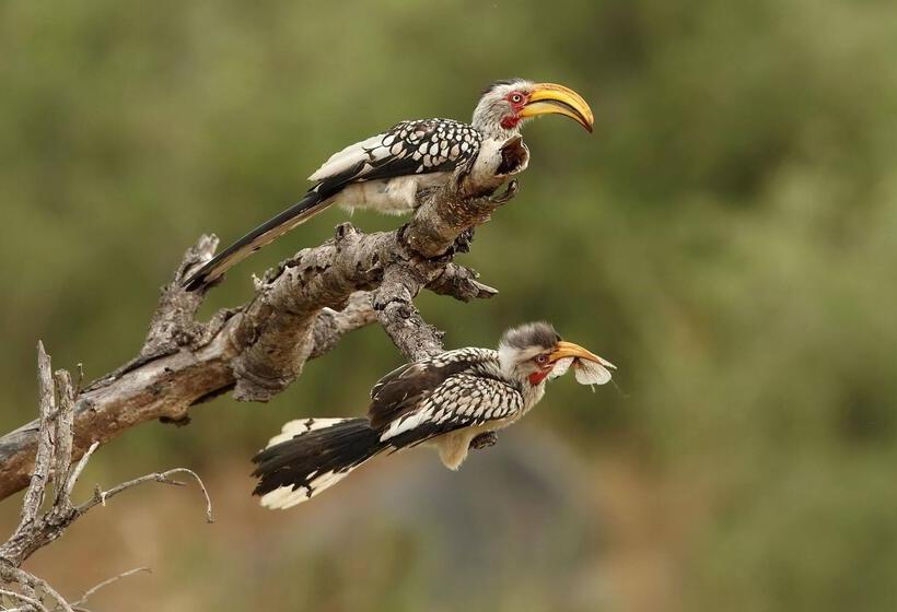 בית מלון כפרי Simbavati Cederberg Ridge