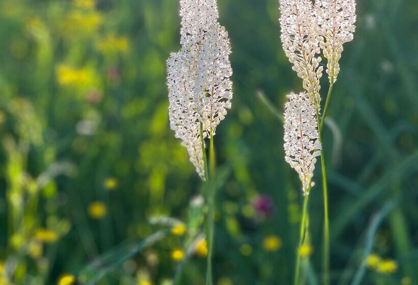 בית מלון כפרי Simbavati Cederberg Ridge