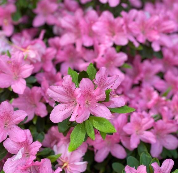 تختخواب و صبحانه Villa Talisman