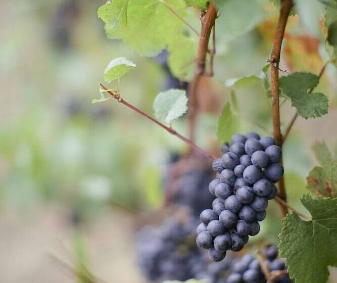 민박 Youngberg Hill