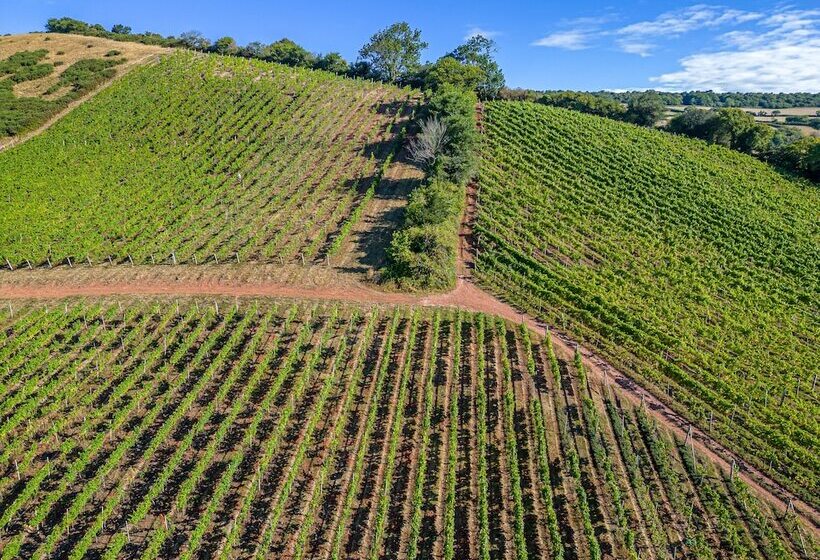 ホテル Old Walls Vineyard
