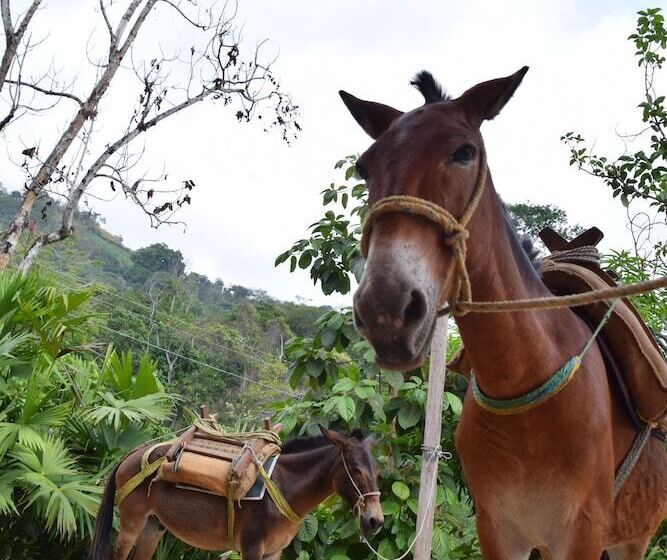 مسافرخانه Finca San Rafael   Cafe Y Cacao