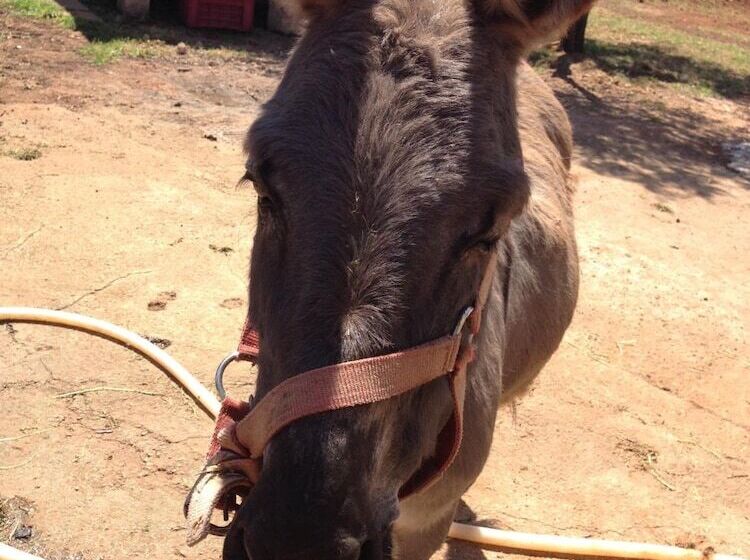 فندق ريفى Agriturismo Le Calie