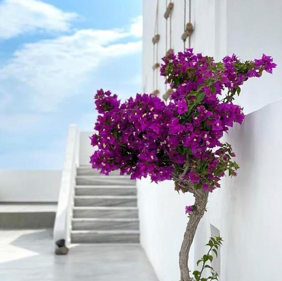 هتل Hermoso Luxury Suites