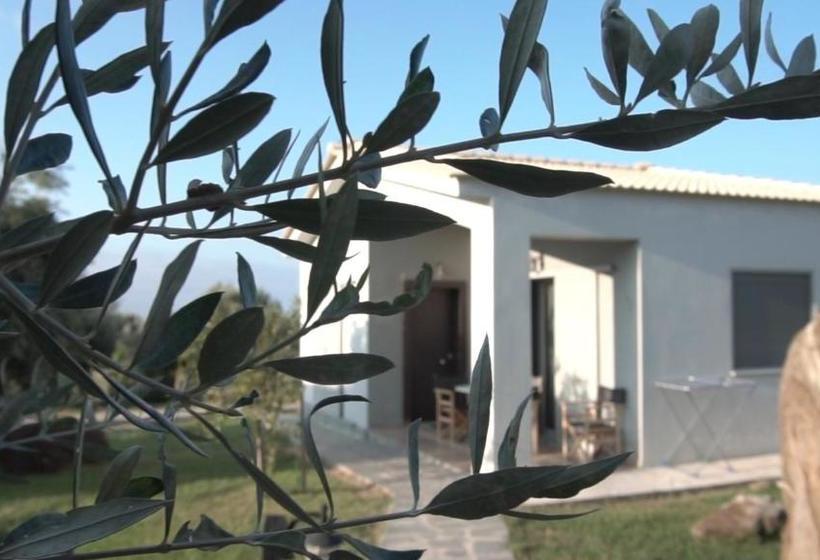 Socrates Organic Village   Wild Olive