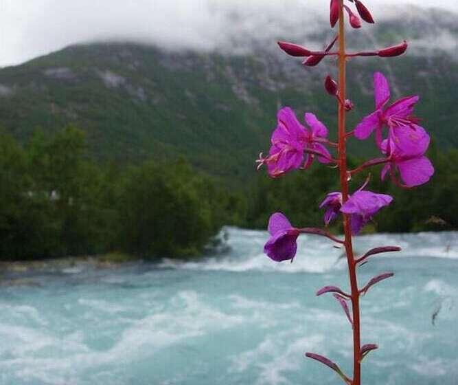 تختخواب و صبحانه Nigardsbreen Lodge