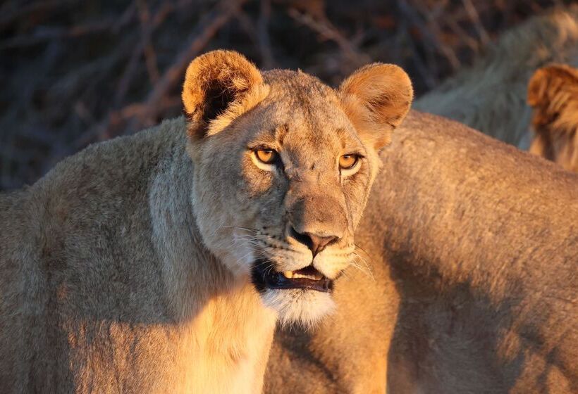 فندق Karongwe Portfolio   Becks Safari Lodge