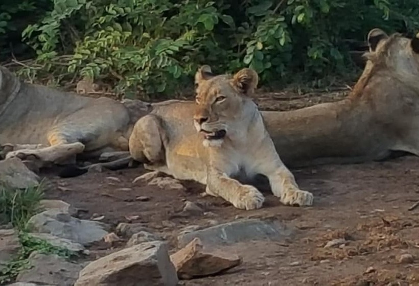 בית מלון כפרי Muweti Bush Lodge