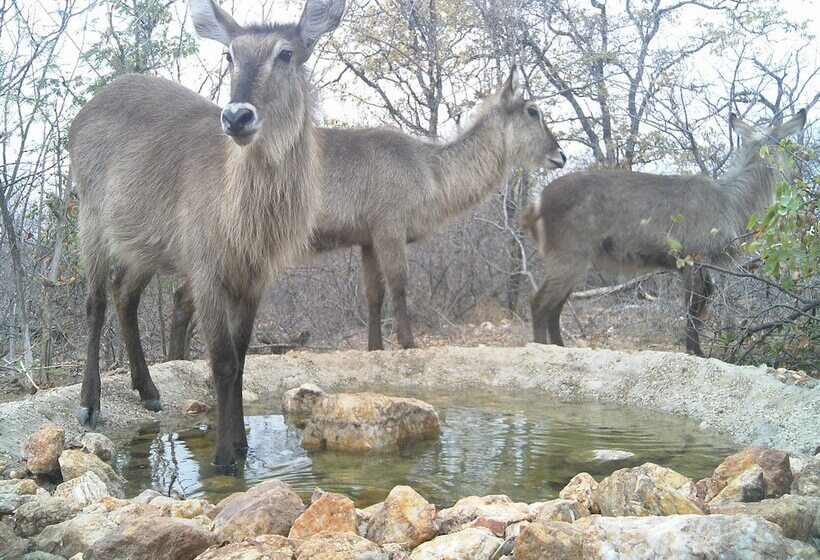 בית מלון כפרי Yingwe
