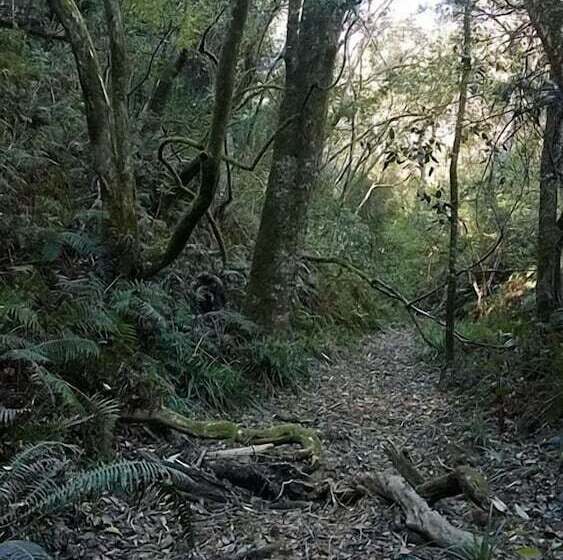 هتل Green Hills Forest Lodge