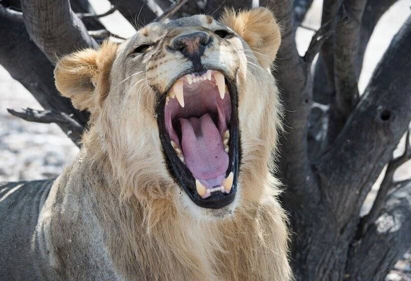 هتل Etosha Mountain Lodge
