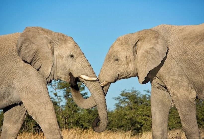 هتل Etosha Mountain Lodge