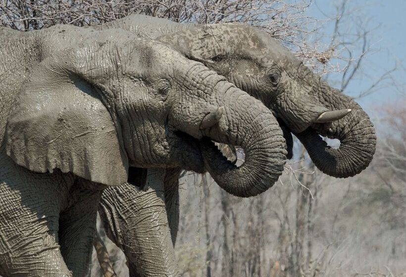 هتل Etosha Mountain Lodge