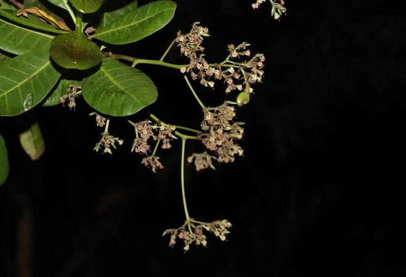 بنسيون Ceylon Wilpattu Safaris & Lodging