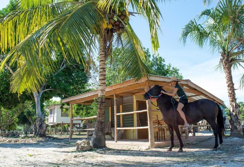 هاستل Horse Cottage