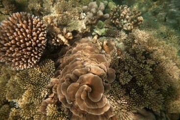 استراحتگاه Chumbe Island Coral Park