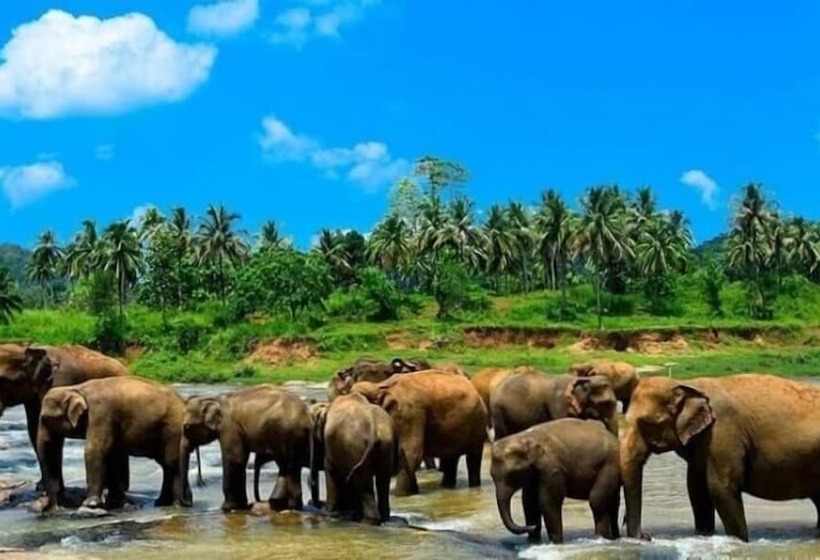 هتل Sigiriya Kingdom Resort