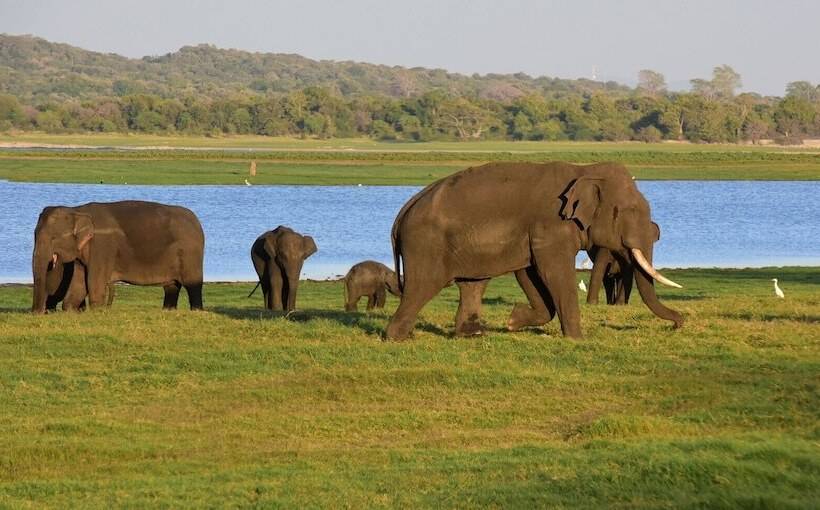 هتل Sigiriya Kingdom Resort