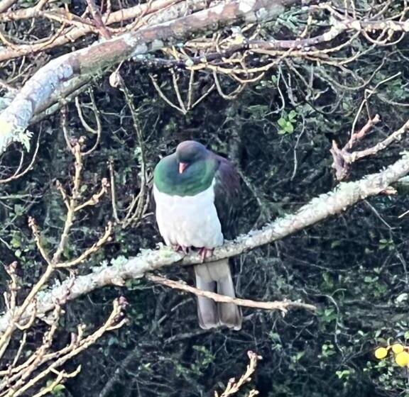 تختخواب و صبحانه Quail Lodge