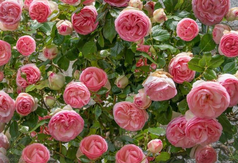 ベッドアンドブレックファースト Maison D Hôtes De Charme La Rose De Ducey Près Du Mont Saint Michel
