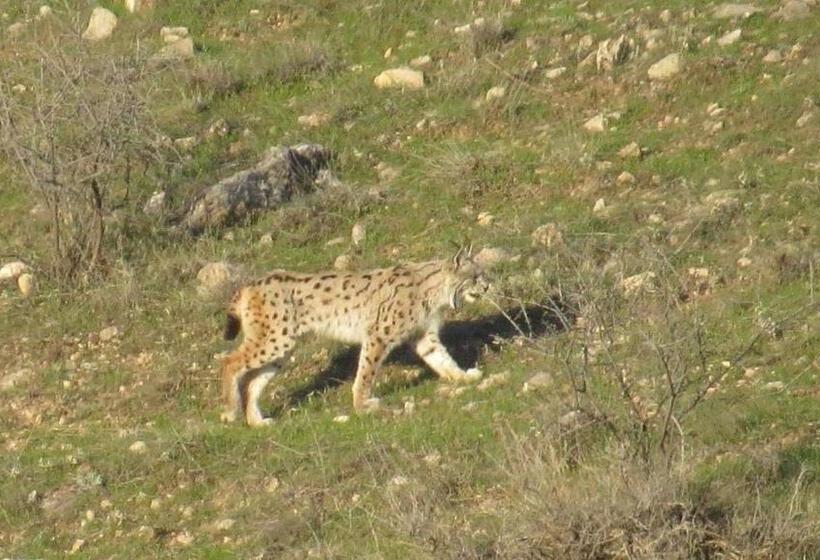 هتل کپسول Ranger Campus Eco Lodge