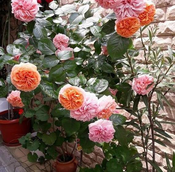 پانسیون Guest House Ivy