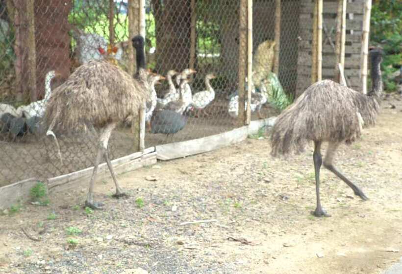 Курорт The Creek Club