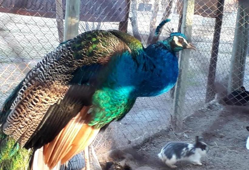 فندق صغير La Posada Del Jamón