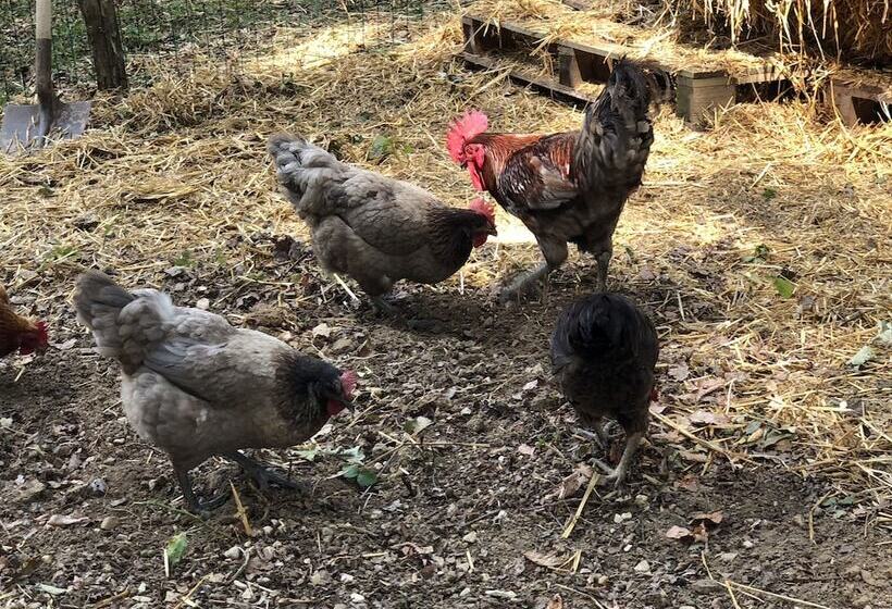 بنسيون Au Coq Des Bois