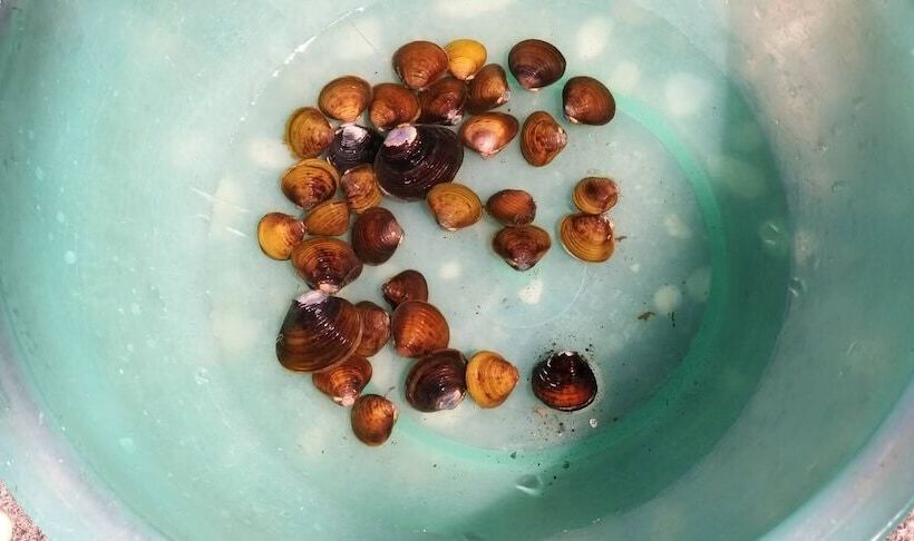 پانسیون Nature Home